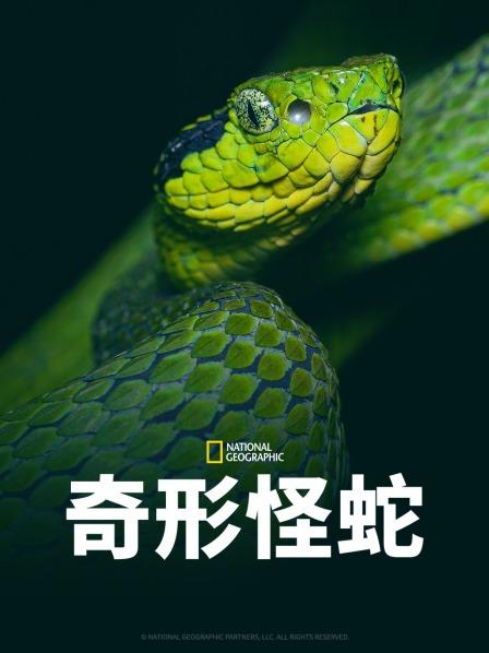 午夜寻花《奇形怪蛇》免费在线观看